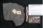Foto (Objekt + Etikett) von Callipteris sp.  (NHMW-GEO-2024-0188-10923)